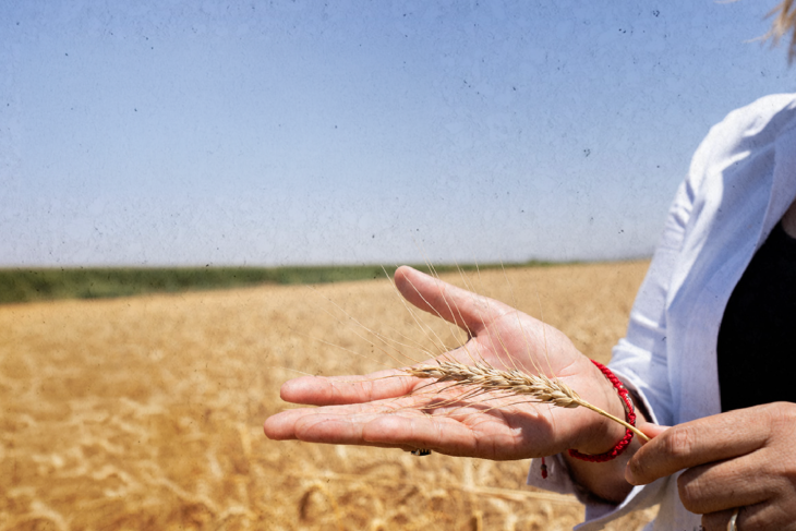 Grupo Bimbo reporta 73% de crecimiento en Agricultura Regenerativa
